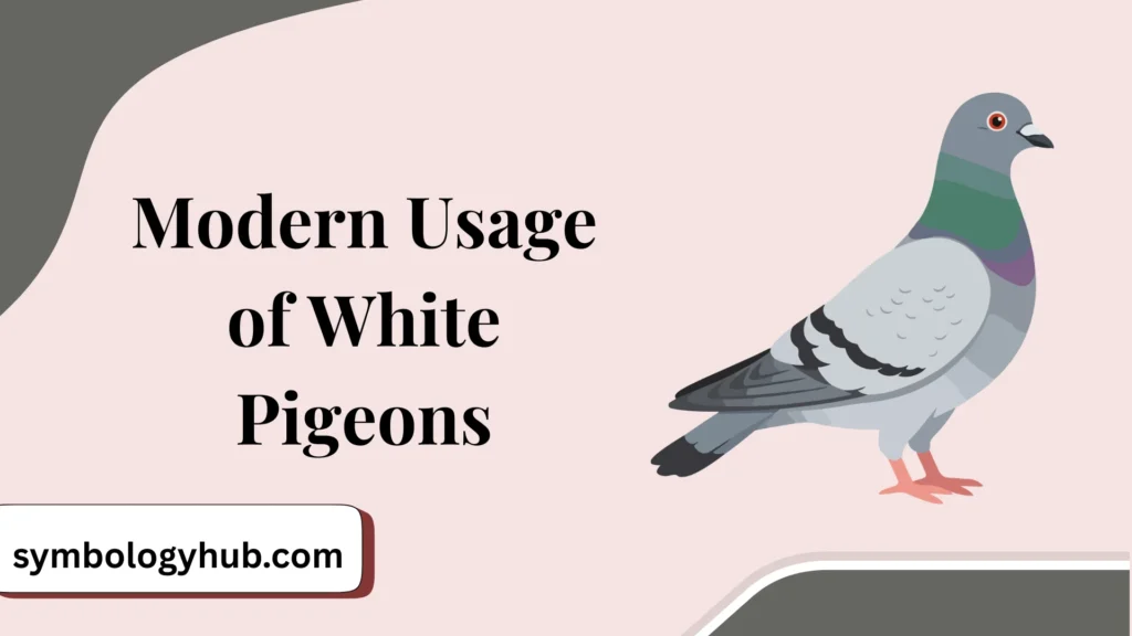 Modern Usage of White Pigeons