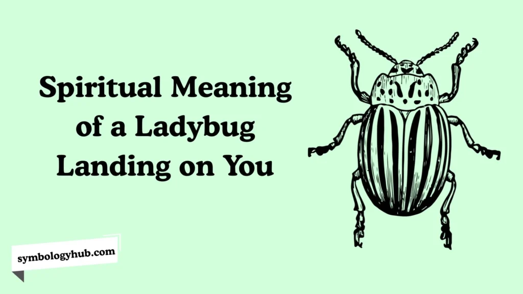 spiritual-meaning-of-a-ladybug-landing-on-you