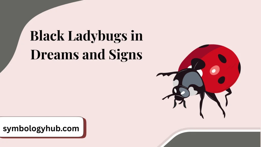 Black Ladybugs in Dreams and Signs