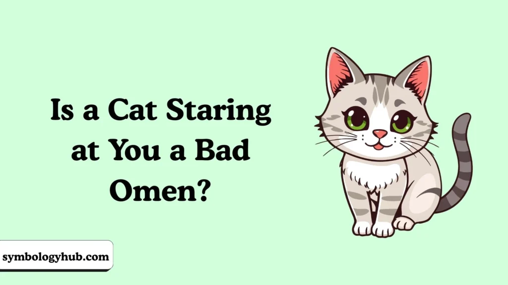 Is a Cat Staring at You a Bad Omen?
