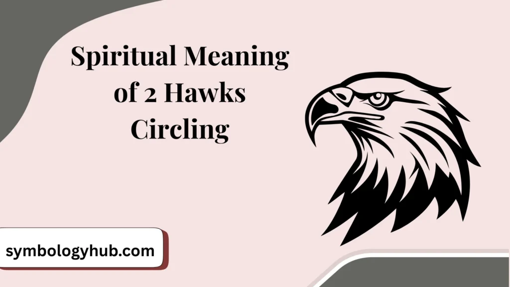 Spiritual Meaning of 2 Hawks Circling