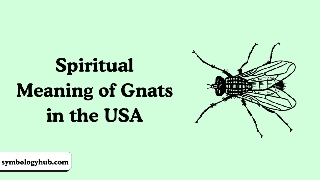 Spiritual Meaning of Gnats in the USA