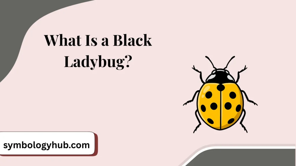 What Is a Black Ladybug