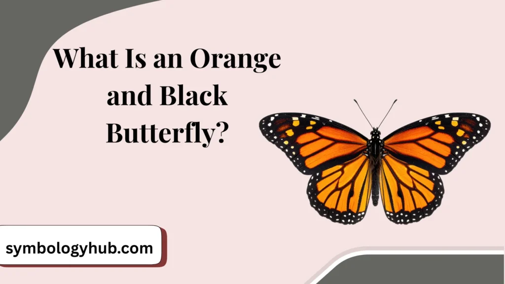 What Is an Orange and Black Butterfly?