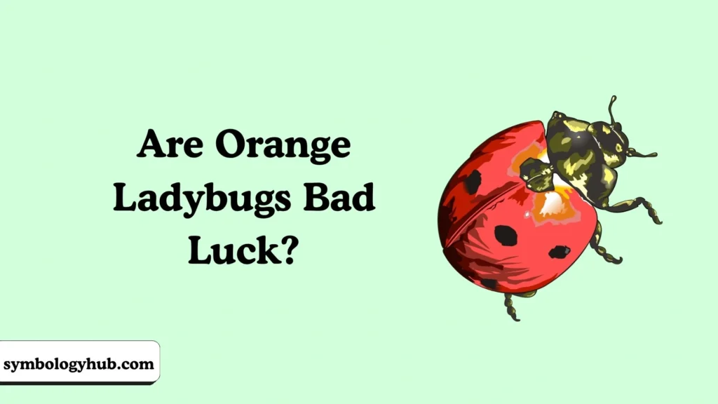 Are Orange Ladybugs Bad Luck?