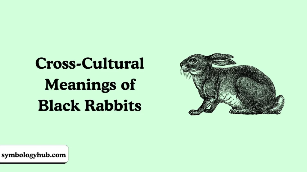 Cross-Cultural Meanings of Black Rabbits
