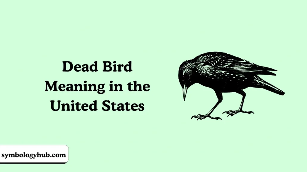 Dead Bird Meaning in the United States