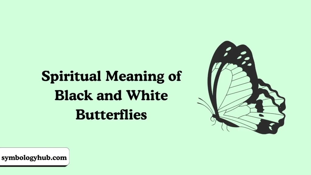Spiritual Meaning of Black and White Butterflies