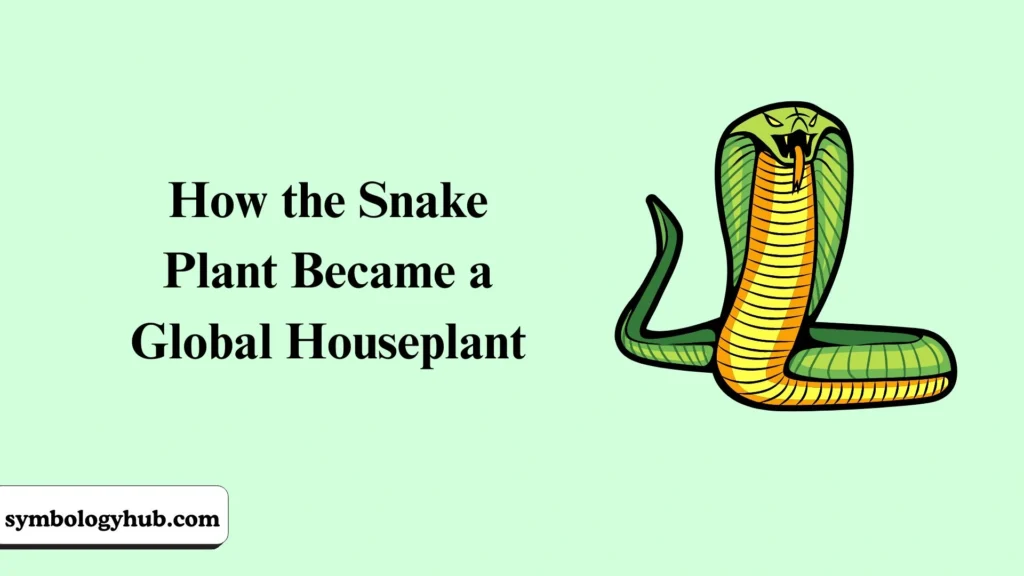 How the Snake Plant Became a Global Houseplant