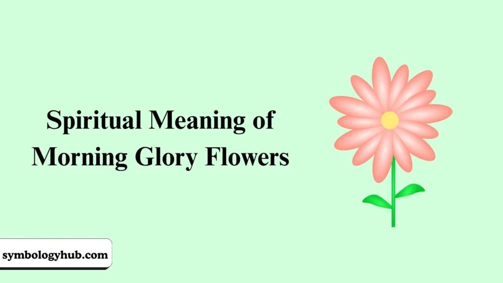 Spiritual Meaning of Morning Glory Flowers