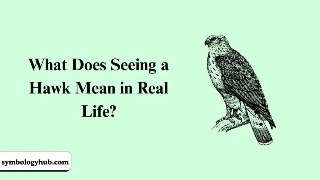 What Does Seeing a Hawk Mean in Real Life?