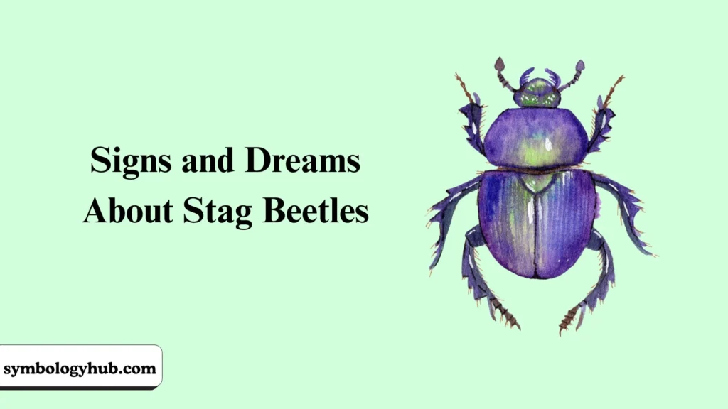 Signs and Dreams About Stag Beetles