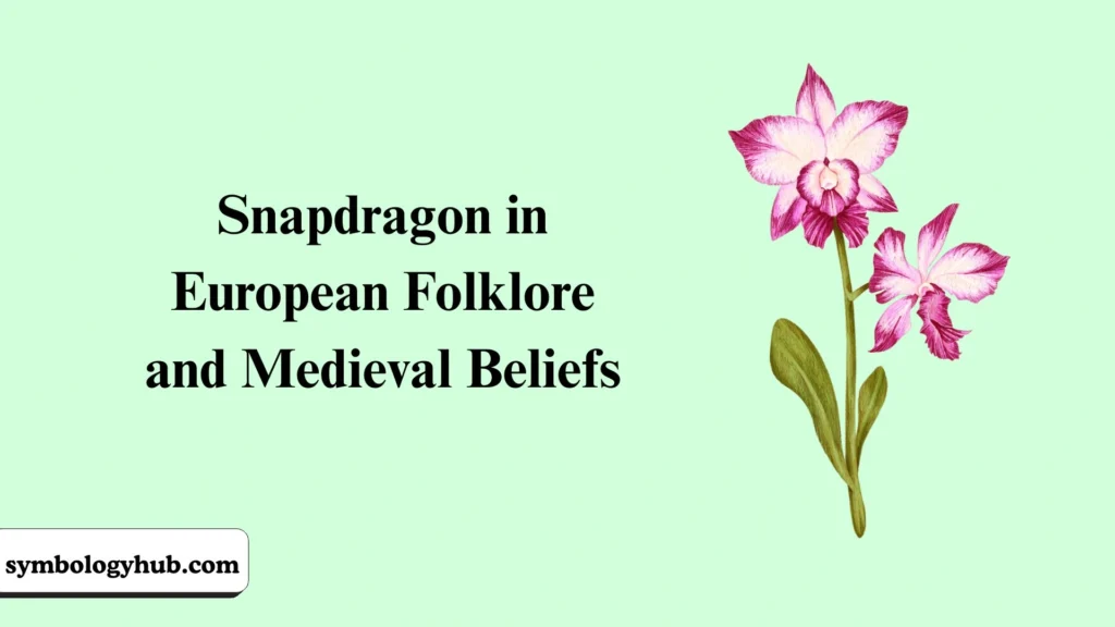 Snapdragon in European Folklore and Medieval Beliefs