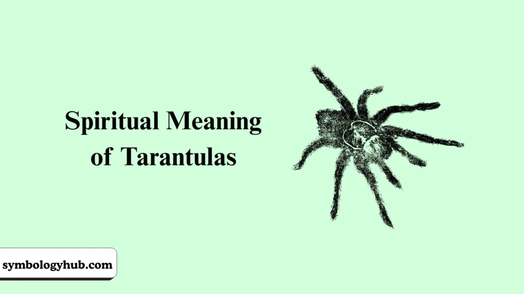 Spiritual Meaning of Tarantulas