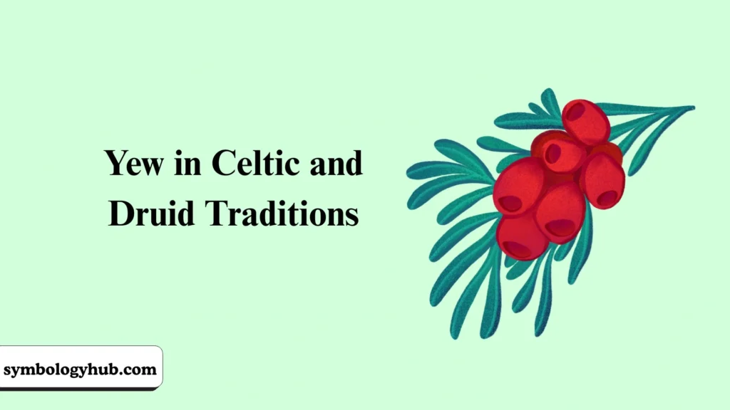 Yew in Celtic and Druid Traditions