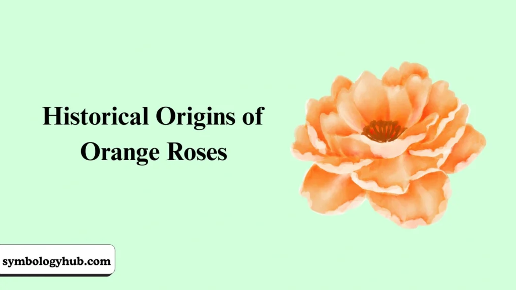 Historical Origins of Orange Roses