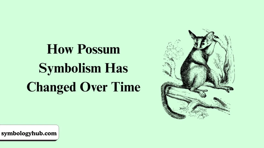 How Possum Symbolism Has Changed Over Time
