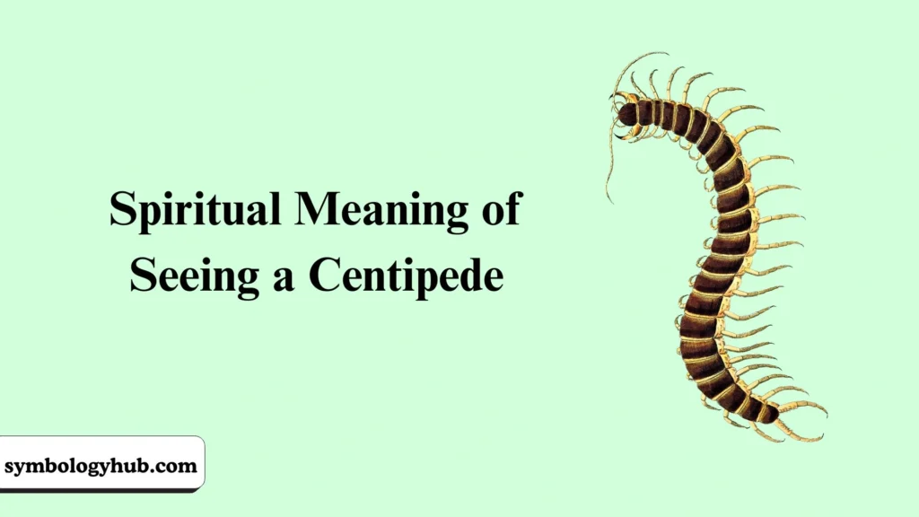 Spiritual Meaning of Seeing a Centipede