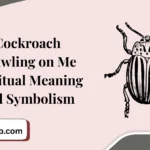 Cockroach Crawling on Me Spiritual Meaning and Symbolism