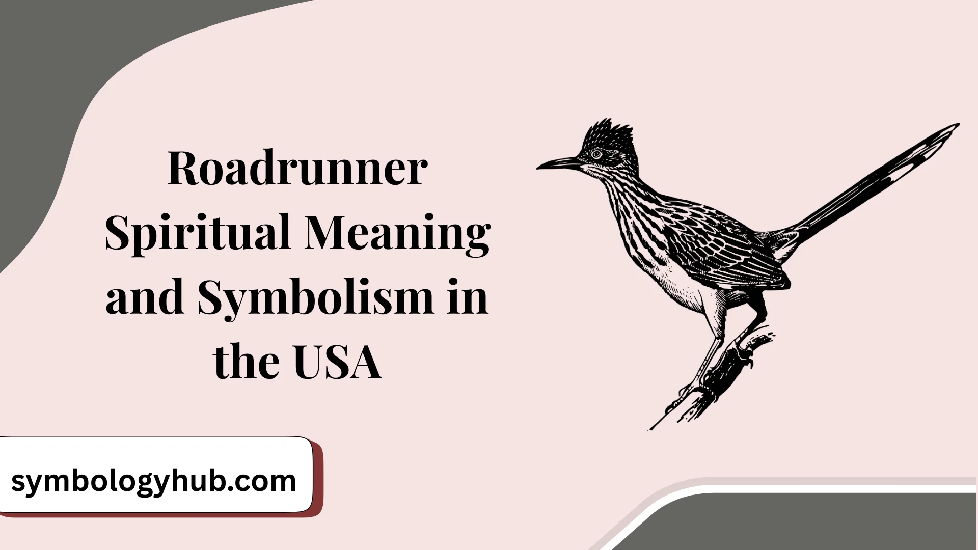Roadrunner Spiritual Meaning and Symbolism in the USA