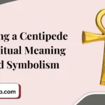 Seeing a Centipede Spiritual Meaning and Symbolism