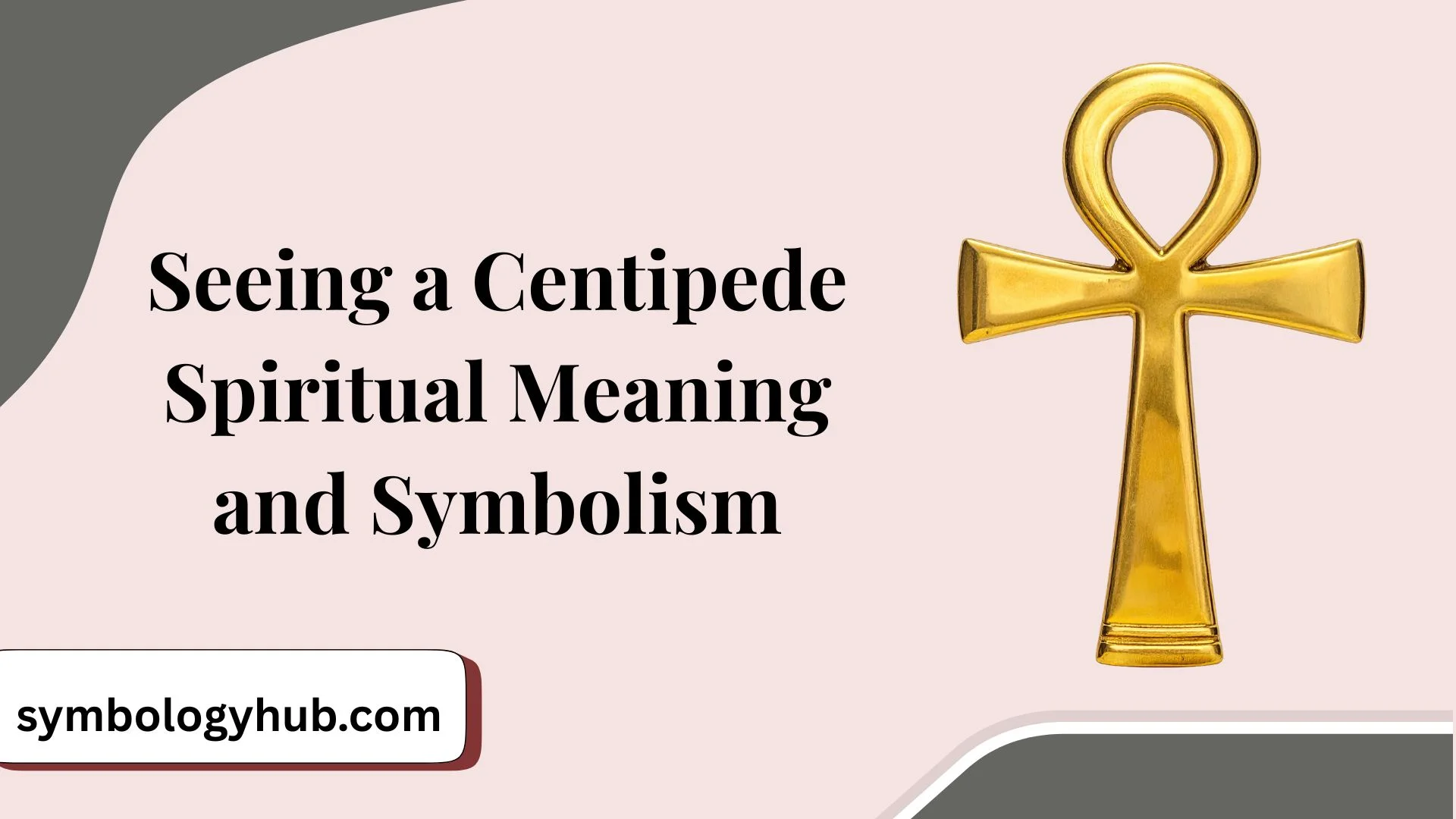 Seeing a Centipede Spiritual Meaning and Symbolism