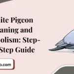 White Pigeon Meaning and Symbolism: Step-by-Step Guide