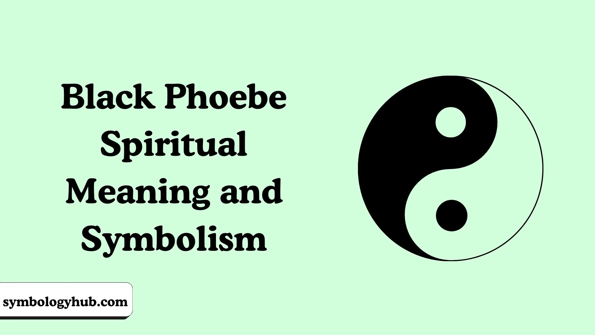 Black Phoebe Spiritual Meaning and Symbolism