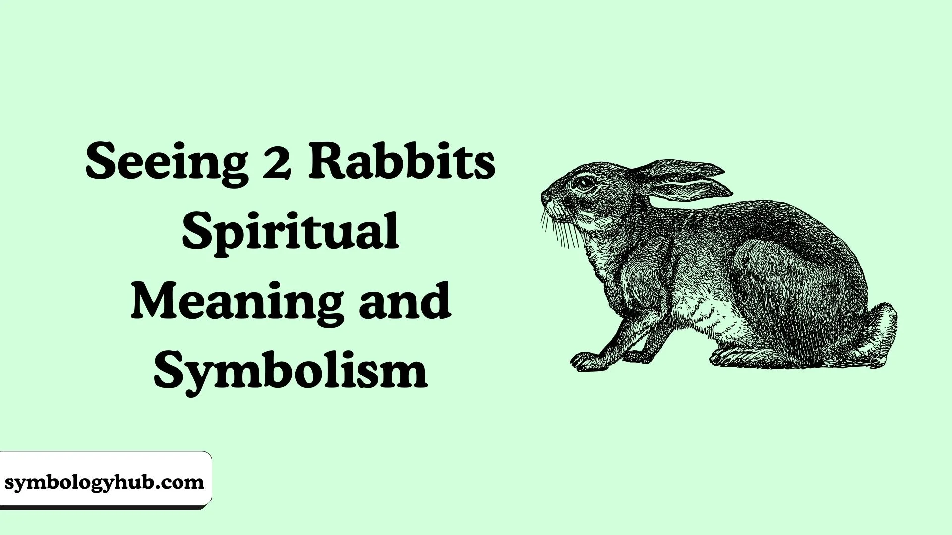 Seeing 2 Rabbits Spiritual Meaning and Symbolism