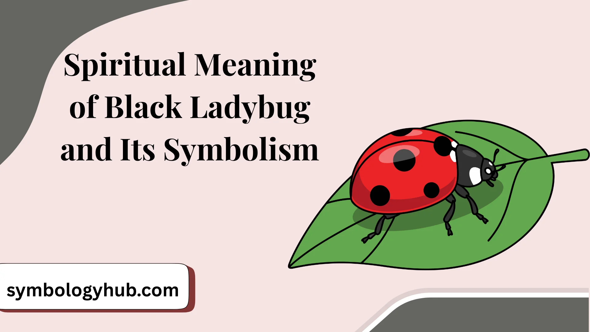 Spiritual Meaning of Black Ladybug and Its Symbolism