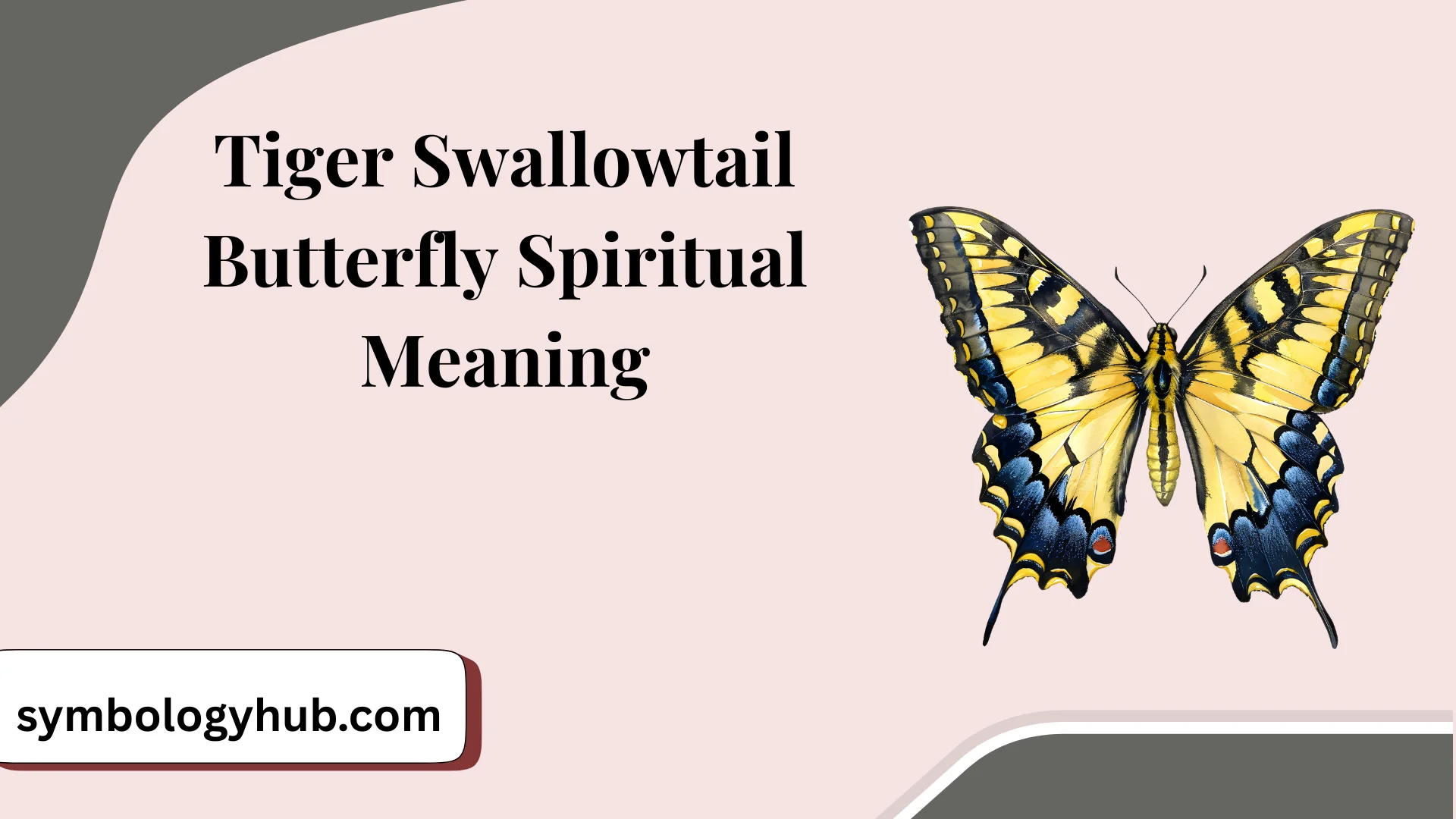Tiger Swallowtail Butterfly Spiritual Meaning and Symbolism