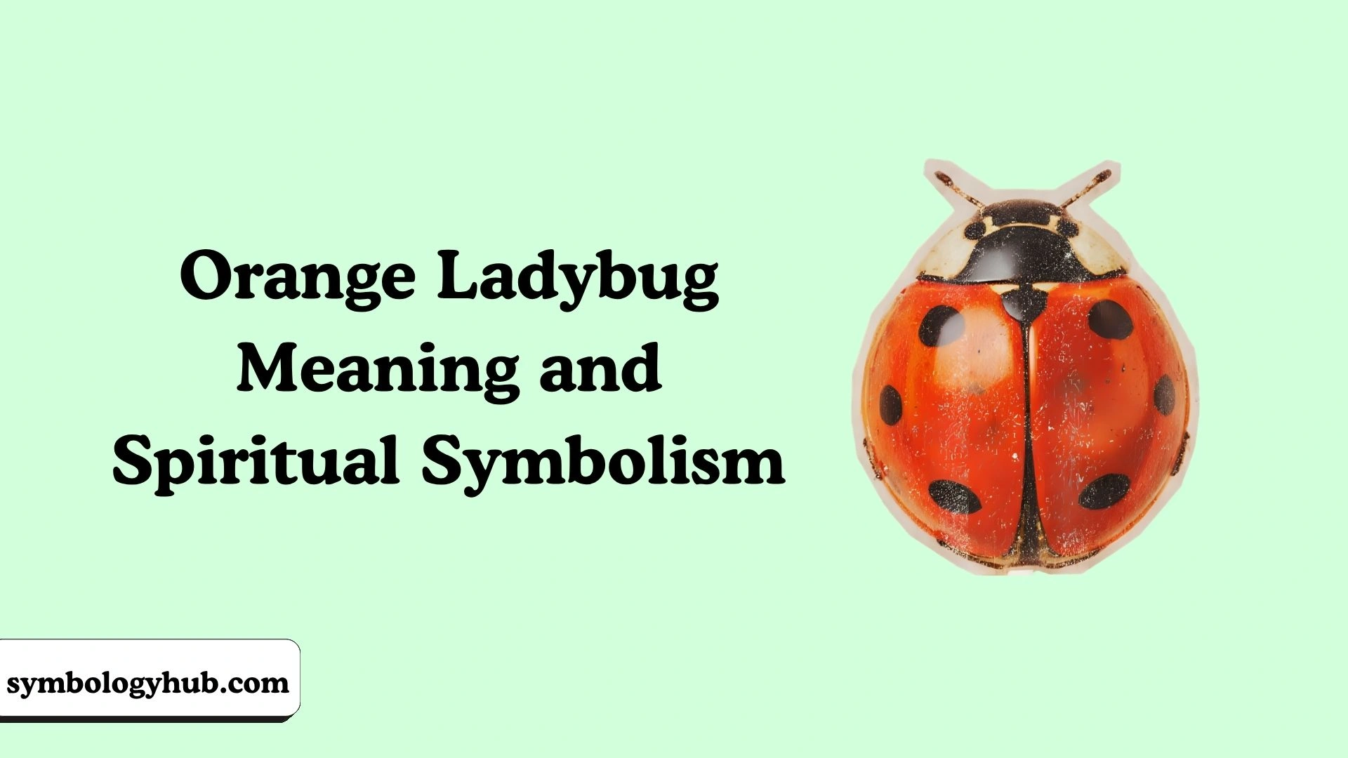 Orange Ladybug Meaning