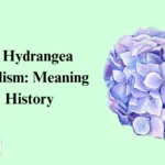 Blue Hydrangea Symbolism