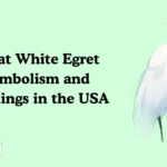Great White Egret Symbolism