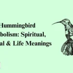 Hummingbird Symbolism
