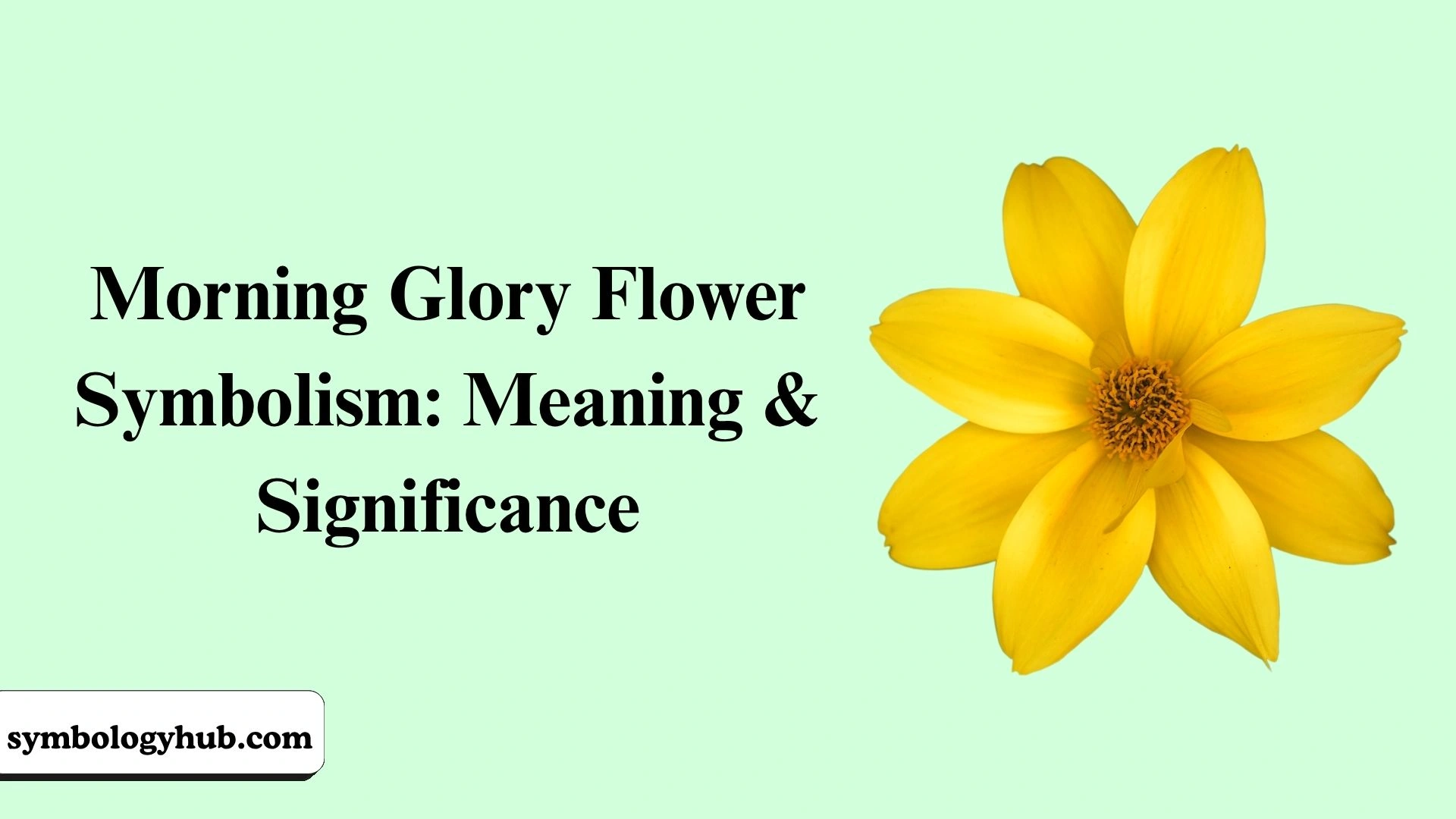 Morning Glory Flower Symbolism