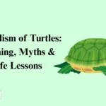 Symbolism of Turtles