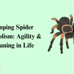 Jumping Spider Symbolism