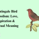 Nightingale Bird Symbolism