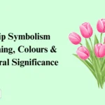 Tulip Symbolism Meaning