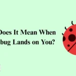 A Ladybug Lands on You Meaning