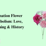 Carnation Flower Symbolism