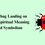 Ladybug Landing on You