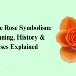 Orange Rose Symbolism