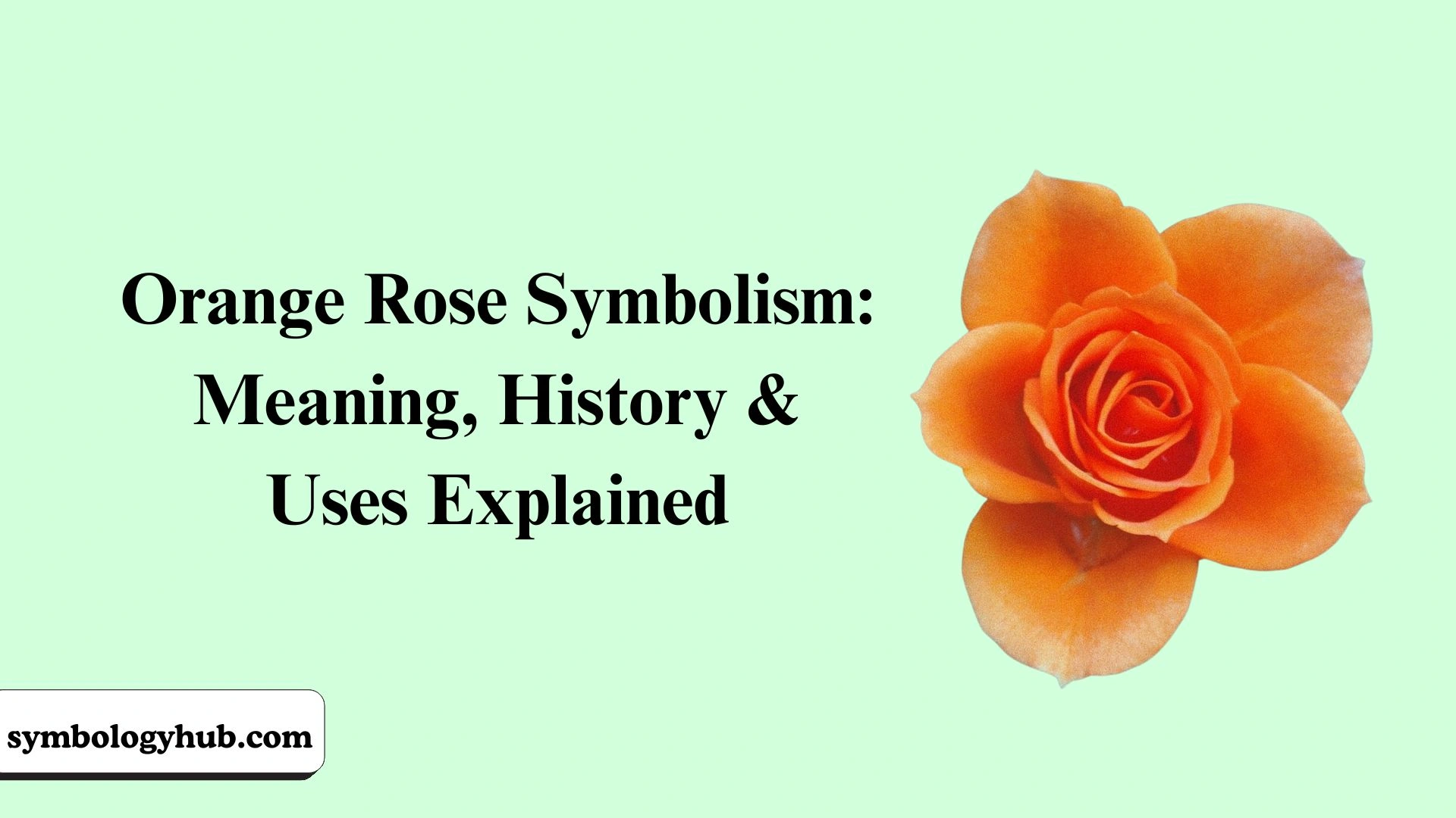 Orange Rose Symbolism