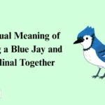 Spiritual Meaning of Seeing a Blue Jay and Cardinal Together