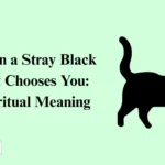 When a Stray Black Cat Chooses You