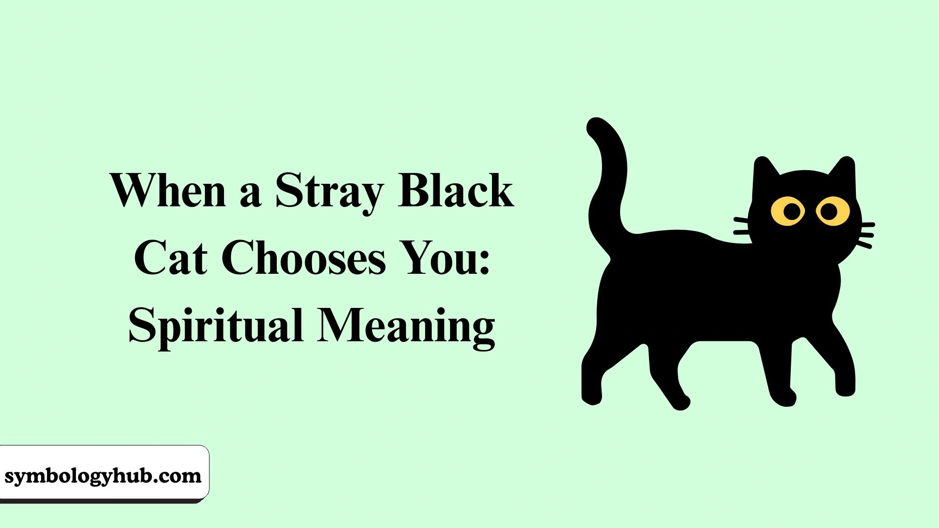 When a Stray Black Cat Chooses You